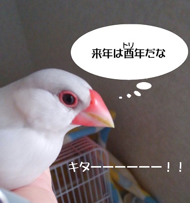 インコ 1482988380489
