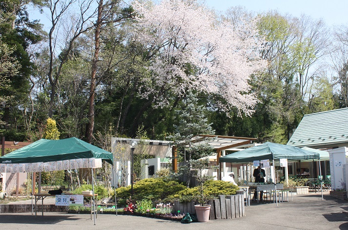 開店前 山桜満開でした 3eed9143ecc77539684781f91984c579