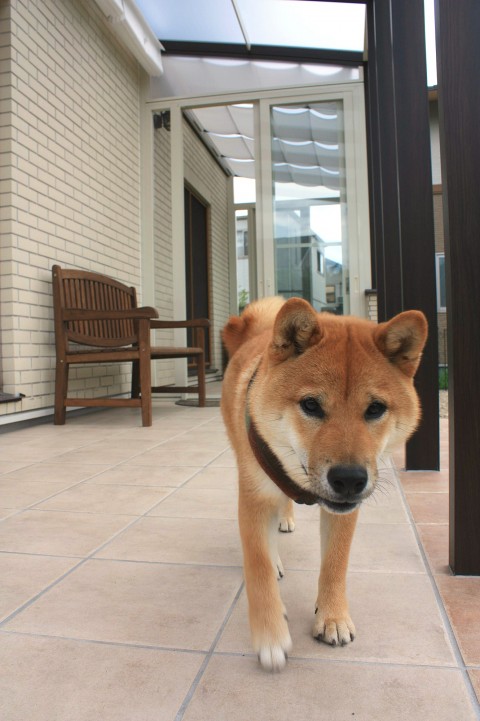 仙台市 青葉区 ガーデンルーム ココマⅡ cocomaⅡ 柴犬 お部屋 ワンちゃん 4c314bde7eb7677fef15423de5e77a60