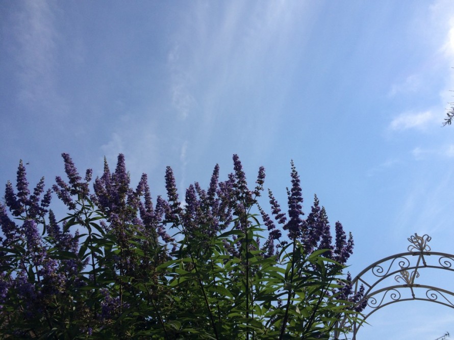 ブッドレア…とっても好きな感じの花木です 9ed678cb2c6513f44184e70f95cd564c1