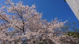 水の森の桜