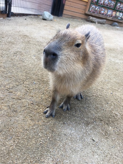 かわいすぎる・・ IMG_1786-465x620