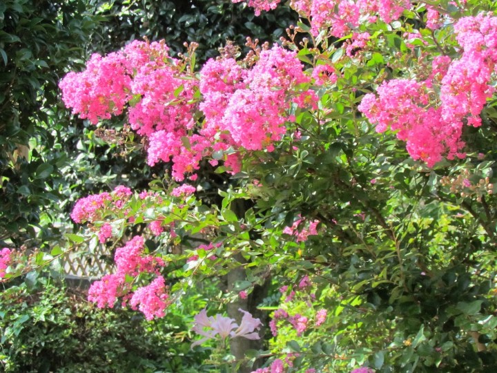 真夏に花が咲く木 百日紅 仙台市の庭 エクステリア 外構 グリーンケア