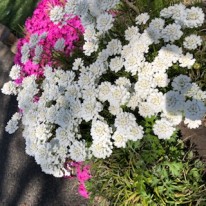 イベリス IMG_7708