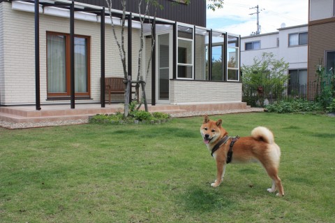 仙台市 青葉区 ガーデンルーム ココマⅡ cocomaⅡ 柴犬 お部屋 ワンちゃん3 e53317a7dc3c242e0ea5ff8fb0e32b1b