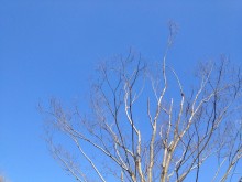 img_36503 img_36503-220x165
